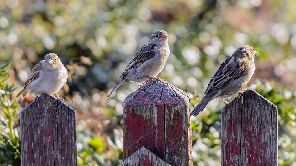 birds sitting on a fence